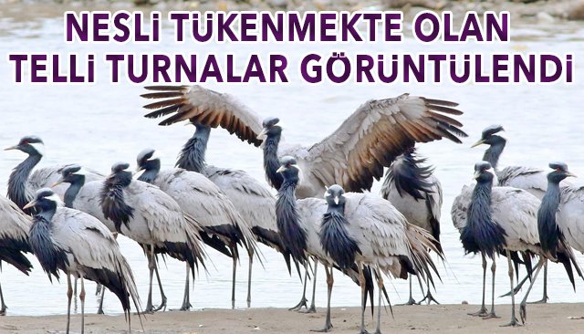 NESLİ TÜKENMEKTE OLAN TELLİ TURNALAR GÖRÜNTÜLENDİ