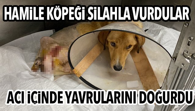 HAMİLE KÖPEĞİ SİLAHLA VURDULAR, ACI İÇİNDE YAVRULARINI DOĞURDU