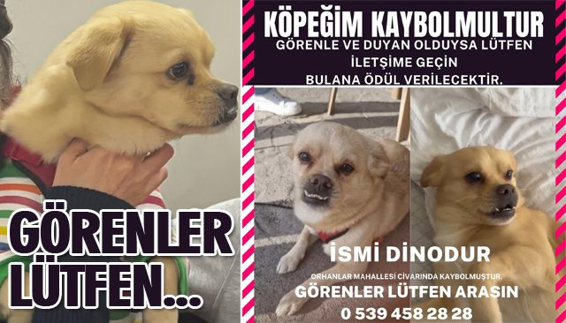 KAYIP KÖPEK...