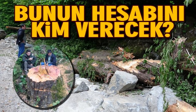 1183 yaşındaki porsuk ağacını kestiler