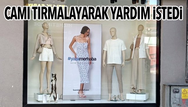 CAMI TIRMALAYARAK YARDIM İSTEDİ