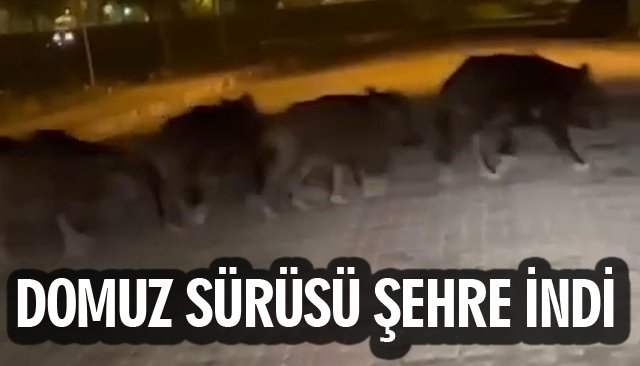 DOMUZ SÜRÜSÜ ŞEHRE İNDİ