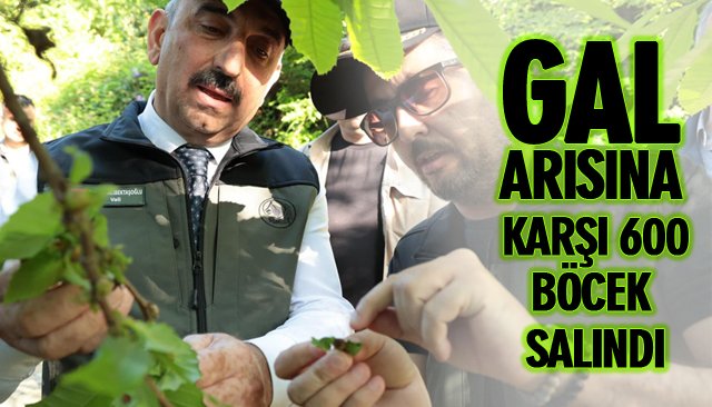 GAL ARISINA KARŞI 600 BÖCEK SALINDI