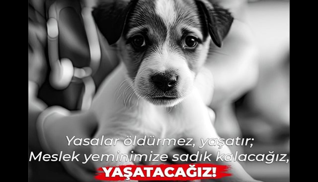 SOKAK HAYVANLARI AÇIKLAMASI: YASALAR ÖLDÜRMEZ YAŞATIR