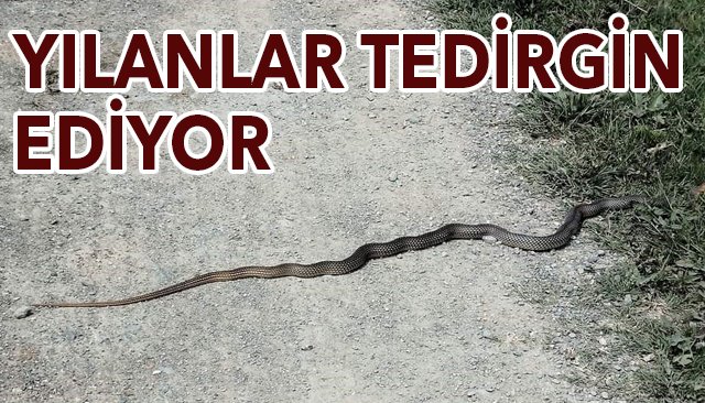 YILANLAR TEDİRGİN EDİYOR