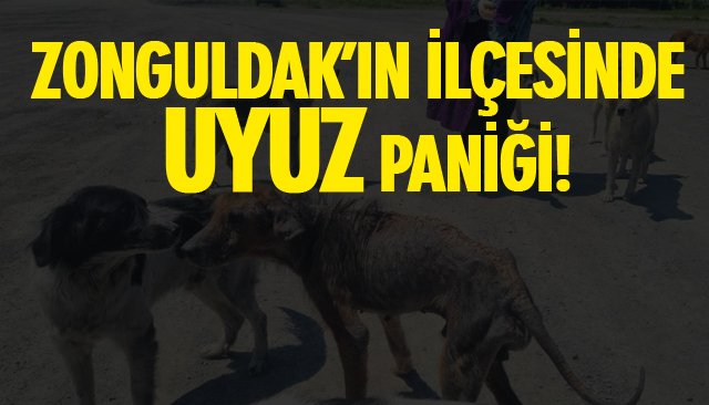 ZONGULDAK’IN İLÇESİNDE UYUZ PANİĞİ!