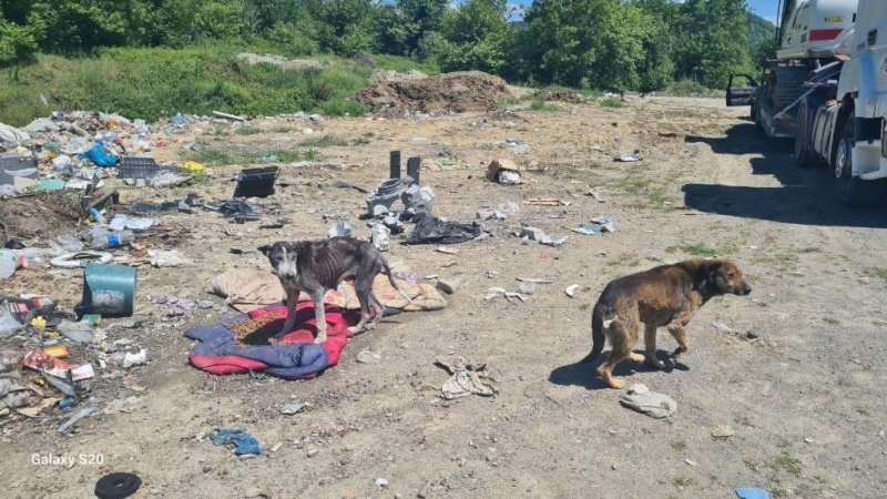 ZONGULDAK’IN İLÇESİNDE UYUZ PANİĞİ! - 4