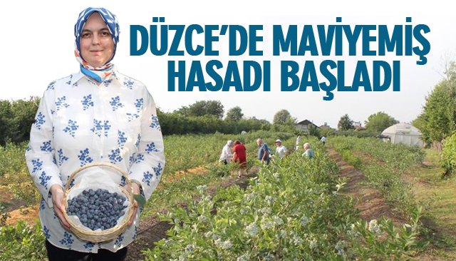 DÜZCE’DE MAVİYEMİŞ HASADI BAŞLADI