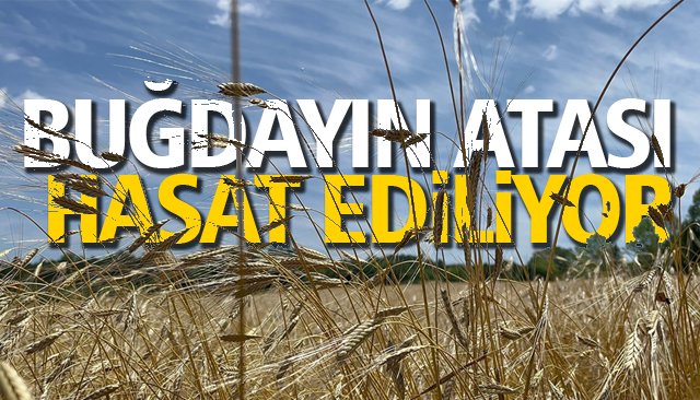 Hitit buğdayı siyezin hasadına başlandı