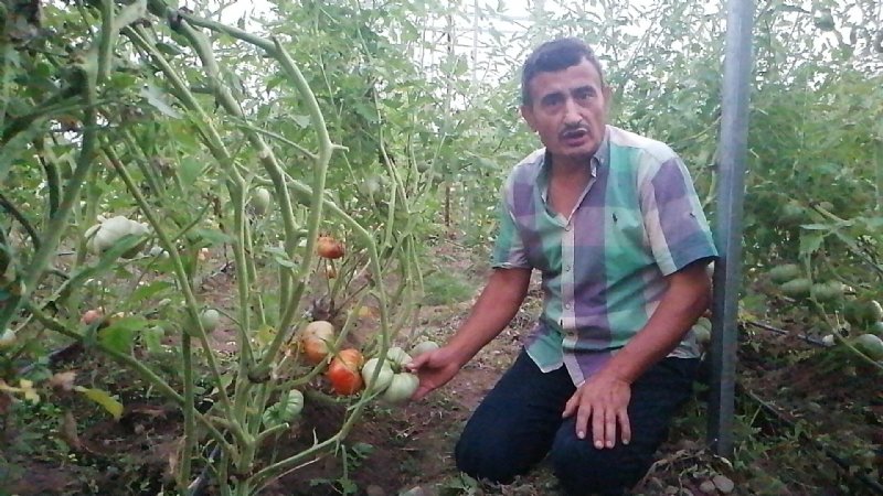 VE İLK HASAT BAŞLADI; TADINA BAKAN HAYRAN KALDI - 4