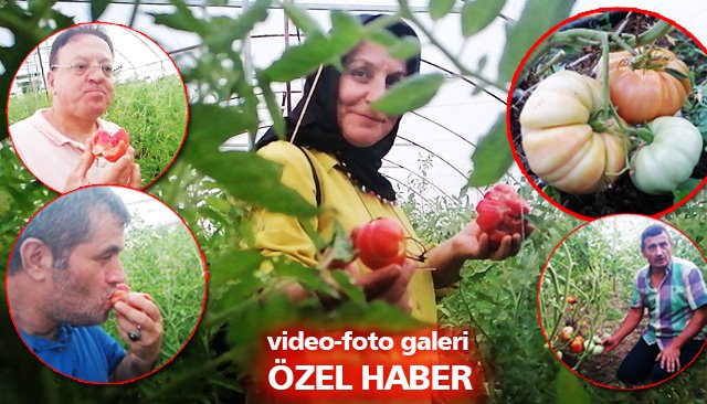 VE İLK HASAT BAŞLADI; TADINA BAKAN HAYRAN KALDI