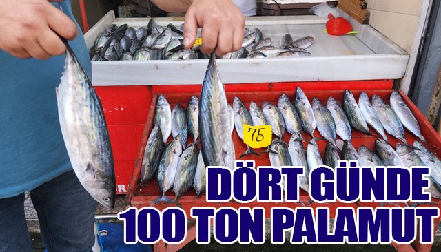 DÖRT GÜNDE 100 TON PALAMUT