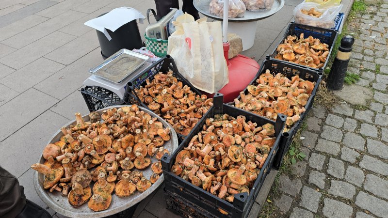 Kanlıca ve ebişke mantarı... - 1