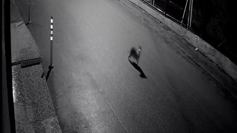 AÇ KALAN ÇAKAL, AVLADIĞI KEDİYLE KAMERAYA YAKALANDI - 1