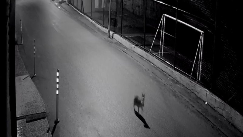 AÇ KALAN ÇAKAL, AVLADIĞI KEDİYLE KAMERAYA YAKALANDI - 2