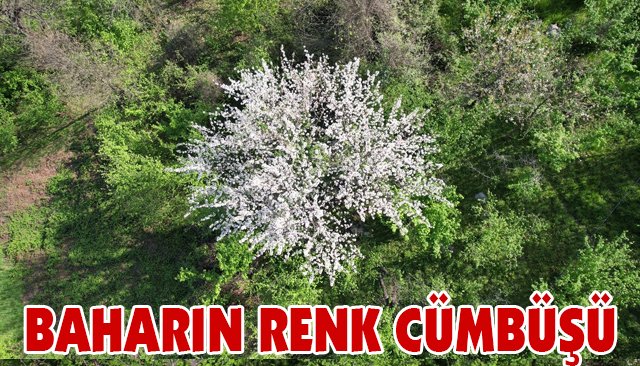 BAHARIN RENK CÜMBÜŞÜ 