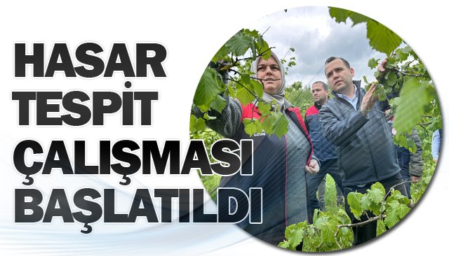 FINDIK İÇİN HASAR TESPİT  ÇALIŞMASI BAŞLATILDI