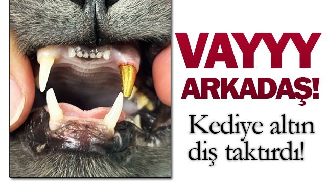 KEDİYE ALTIN  DİŞ TAKTIRDI!
