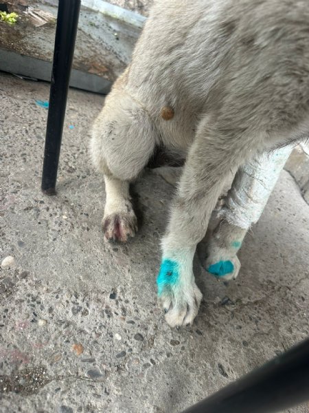 ISIRDI YAVRU KÖPEĞİ  YERDEN YERE VURDU - 2