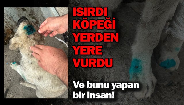 ISIRDI YAVRU KÖPEĞİ  YERDEN YERE VURDU