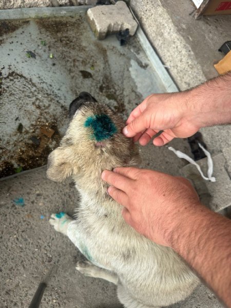 ISIRDI YAVRU KÖPEĞİ  YERDEN YERE VURDU - 3