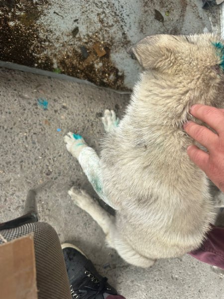 ISIRDI YAVRU KÖPEĞİ  YERDEN YERE VURDU - 4