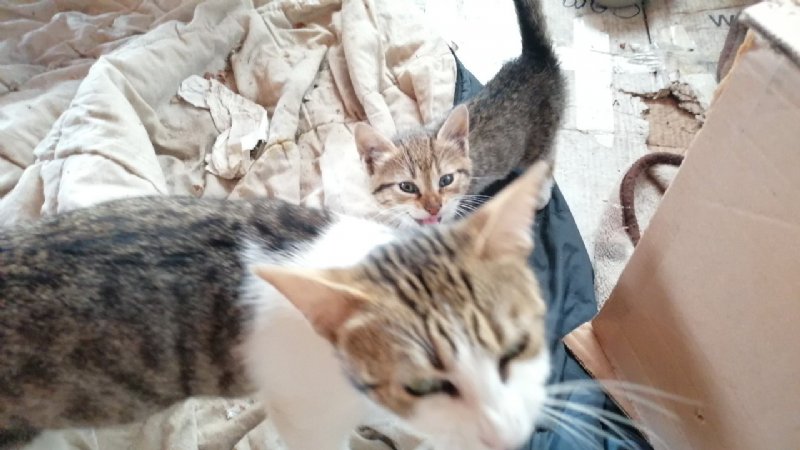 KEDİLER TEHLİKEDE; BELEDİYEYE ÇAĞRI! - 1
