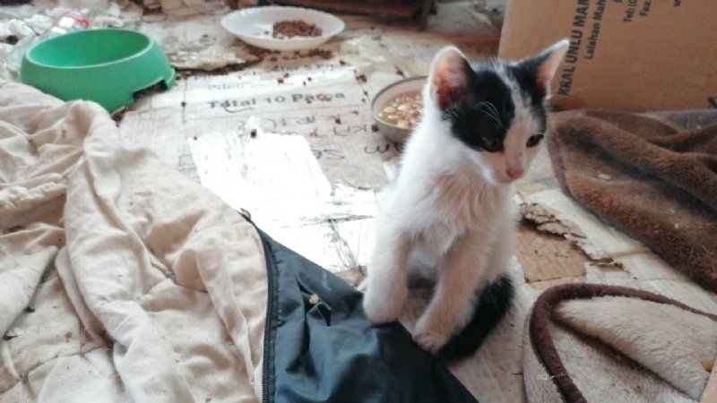 KEDİLER TEHLİKEDE; BELEDİYEYE ÇAĞRI! - 3