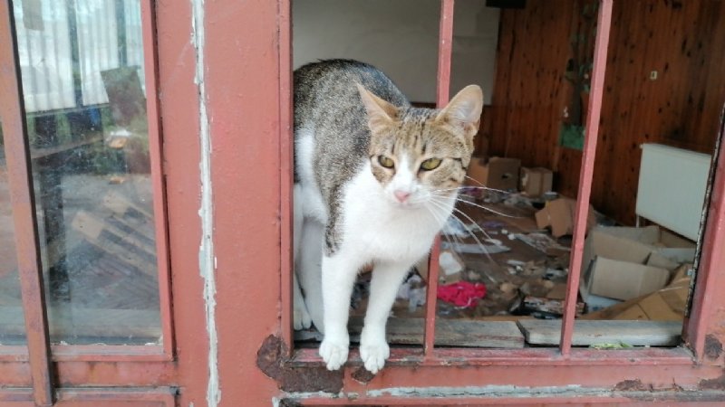 KEDİLER TEHLİKEDE; BELEDİYEYE ÇAĞRI! - 4