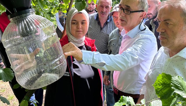 KOKARCALAR İÇİN  TUZAKLAR ASILDI