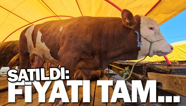 PAZARIN YILDIZI  850 KİLOLUK ‘YILDIZ’ OLDU…