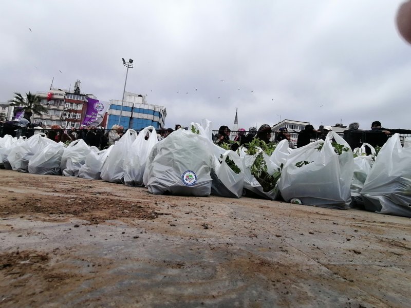 ÜCRETSİZ FİDEYE ÇOK BÜYÜK İLGİ - 2