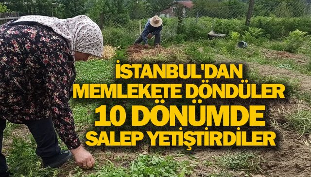 İSTANBUL´DAN MEMLEKETE DÖNDÜLER  10 DÖNÜMDE  SALEP YETİŞTİRDİLER