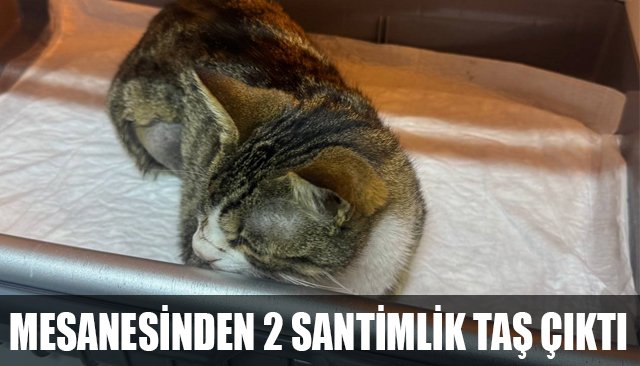 MESANESİNDEN 2 SANTİMLİK TAŞ ÇIKTI