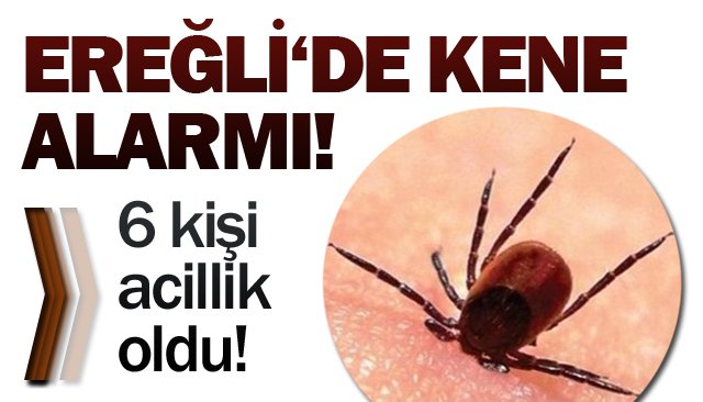 SON DAKİKA/ EREĞLİ’DE KENE VAKALARI!