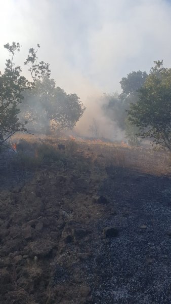 ORMANLIK ALANDA ÇIKAN YANGINA EKİPLER MÜDAHALE ETTİ - 1