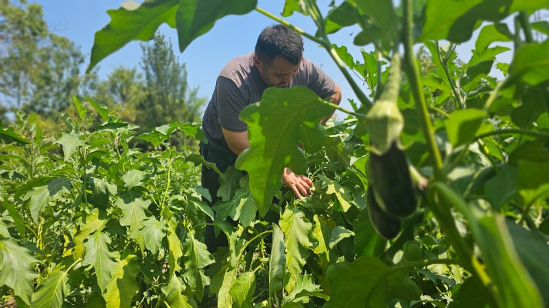 BABA MESLEĞİNİ BIRAKTI, 20 DÖNÜMDE ÜRETİM YAPIYOR - 3