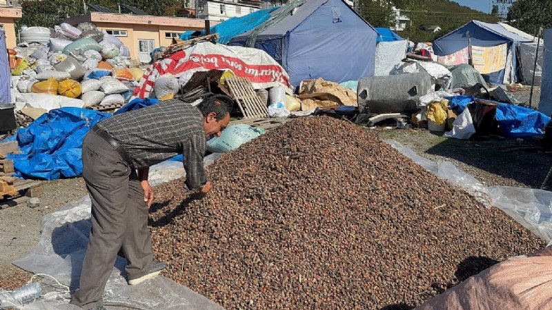 Köy köy dolaşıp boş fındık avına çıkıyorlar - 2