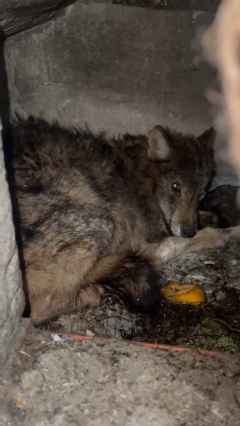 AÇ KURT, KÖPEK  KULÜBESİNE SIĞINDI - 1