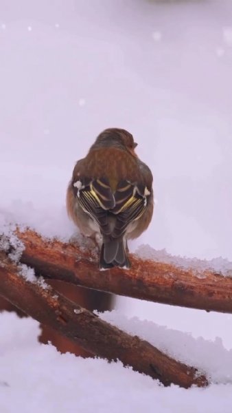 GEYİKLER EKOSİSTEME  KAZANDIRILIYOR - 1