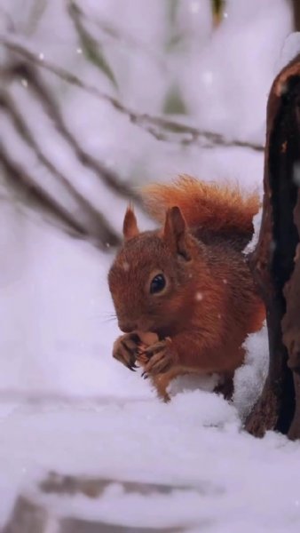 GEYİKLER EKOSİSTEME  KAZANDIRILIYOR - 4