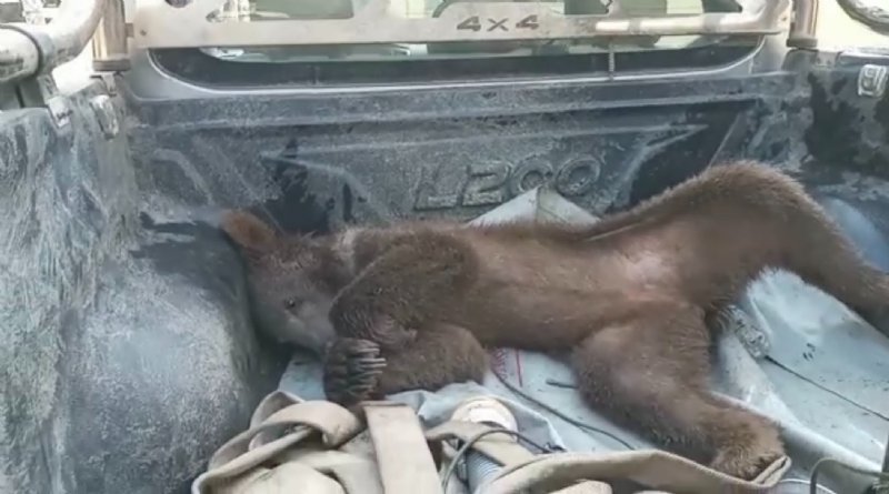 AYI BAYILTAN BALA  İLGİ BÜYÜK! - 3