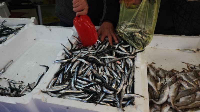 LİMANDAN 500 TON HAMSİ ÇIKTI - 1