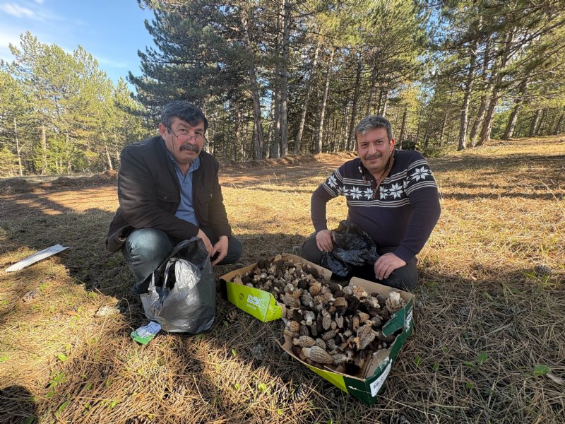 Ormanda kuzugöbeği mantarı bolluğu - 1
