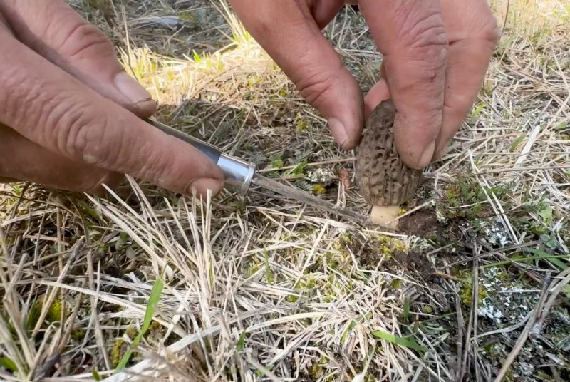 Ormanda kuzugöbeği mantarı bolluğu - 3