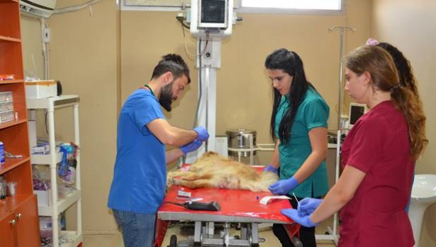 Hayvanseverin sahiplendiği felçli köpek tedavi altına alındı