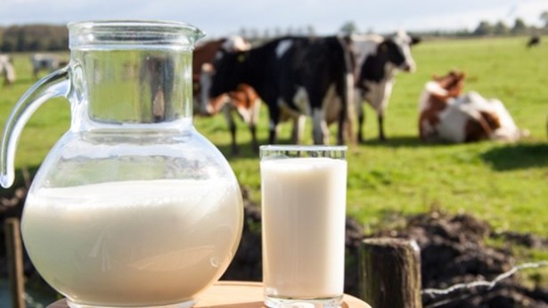 Ocak ayında 845 bin 191 ton inek sütü toplandı
