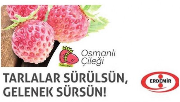 Geleneksel Osmanlı Çileği Hasadı Başlıyor