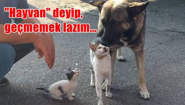 ´Hayvan´ deyip, geçmemek lazım...