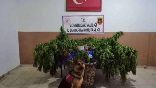 4 kilogram esrar yakalandı